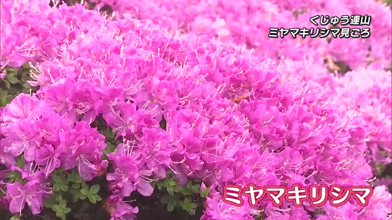 ギャラリー | 大分のニュース速報と地域の話題 TOSオンライン