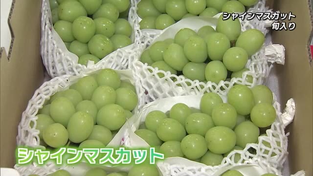 県産シャインマスカット旬入り宣言 ５キロ３０万円の値のものも | TOSオンライン