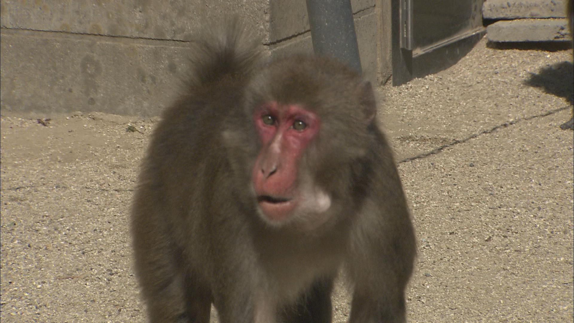 ロバート がサルのボスに 大分 高崎山 Tosオンライン