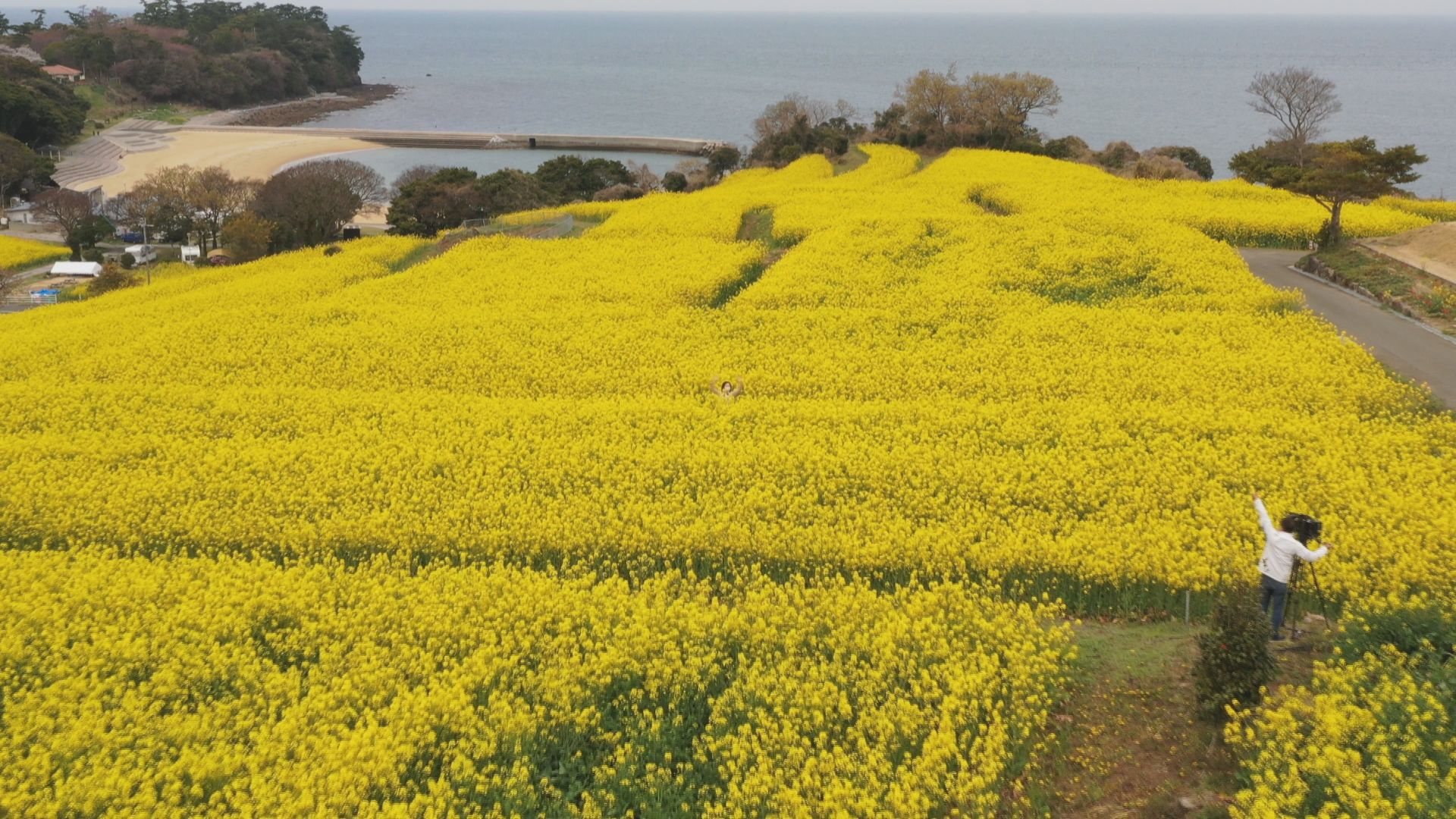 九州最大級の菜の花畑 長崎鼻の菜の花 満開 大分 豊後高田市 Tosオンライン