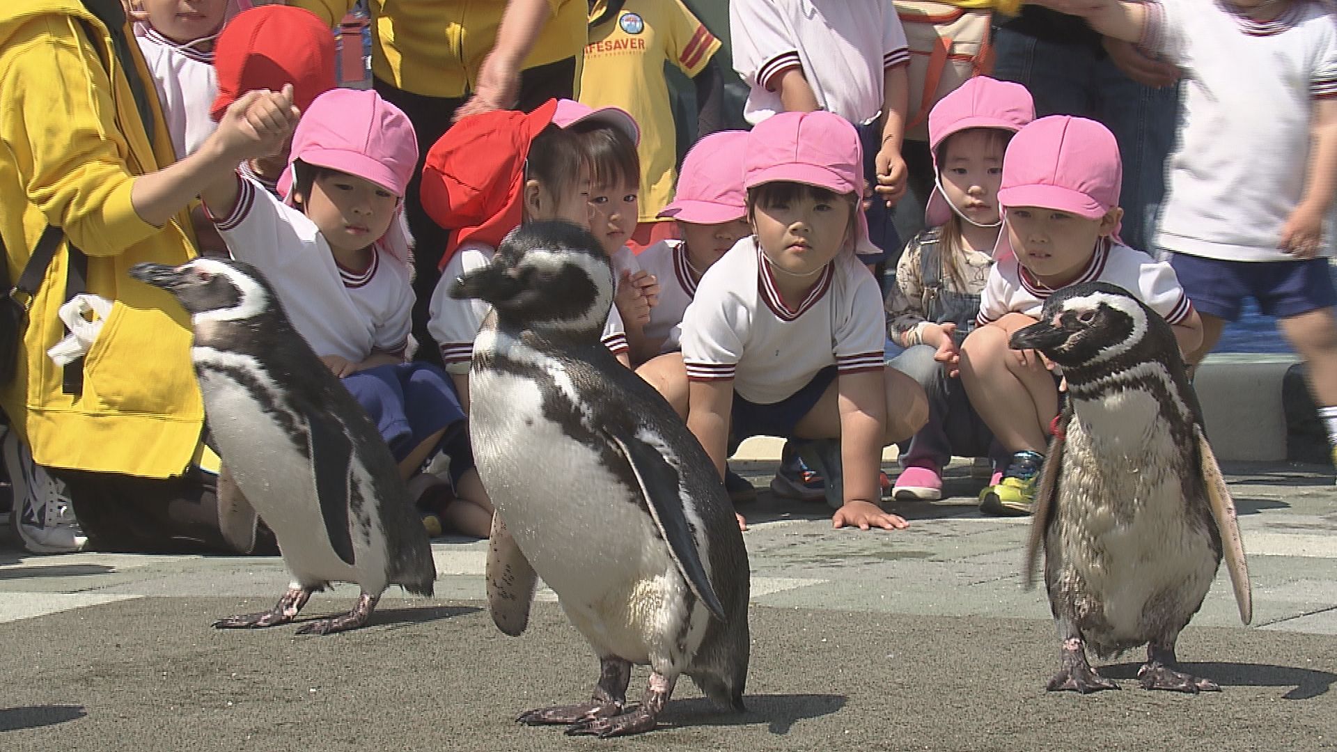 うみたまご「あそびーち」リニューアル 敷地面積1.6倍に 新